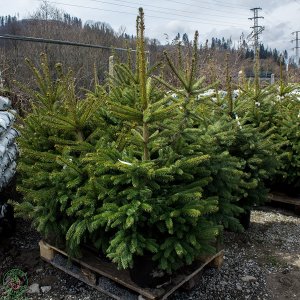 Smrek pichľavý (Picea pungens) – výška 100-130cm, kont. C20L